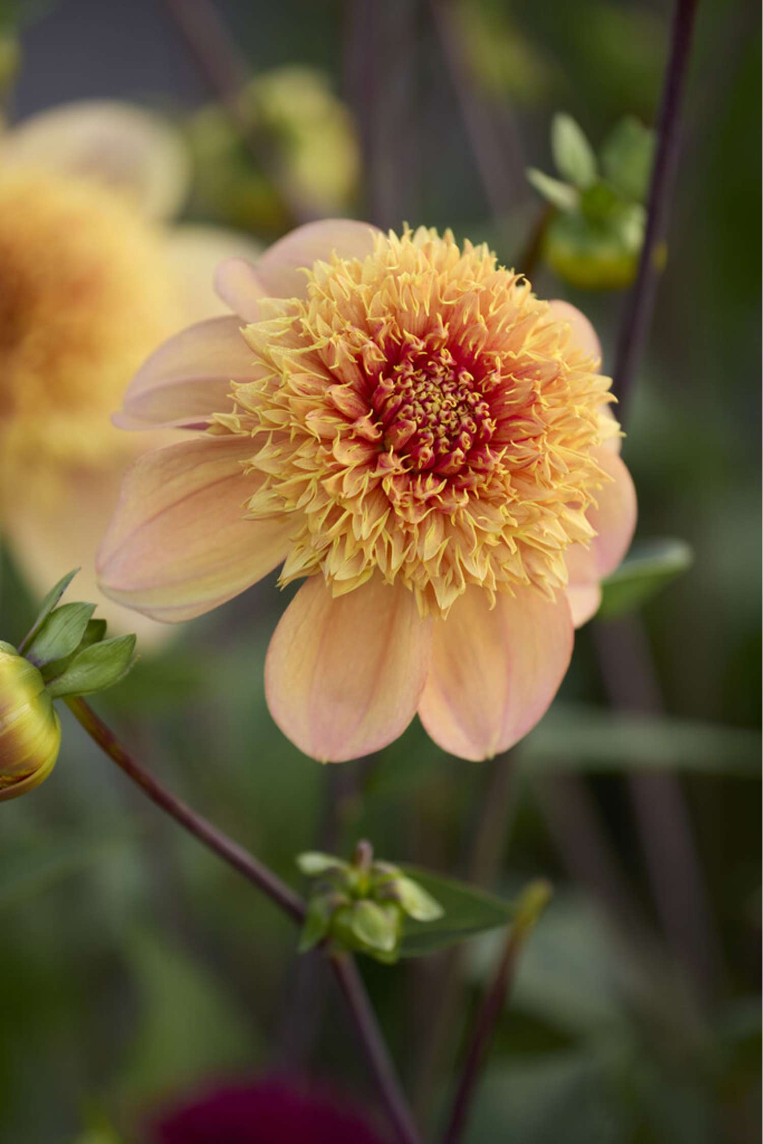 Dahlia 'Sandia Brocade'